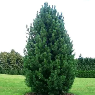 Сосна кедровая европейская в Солигорске