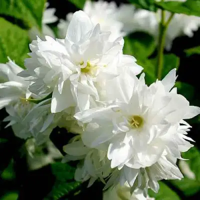 Жасмин ДАМ БЛАНШ в Солигорске