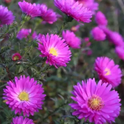 Астра КАРМИНКУППЕЛЬ в Солигорске