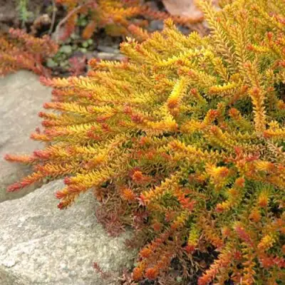 Водяника БЕРНШТЕЙН черная в Солигорске