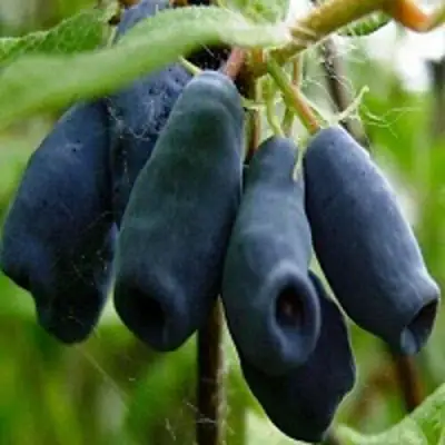 Жимолость съедобная НАРЫМСКАЯ в Солигорске