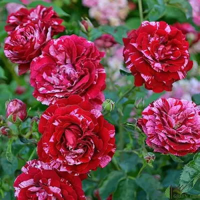 Роза ДИП ИМПРЕШН флорибунда в Солигорске