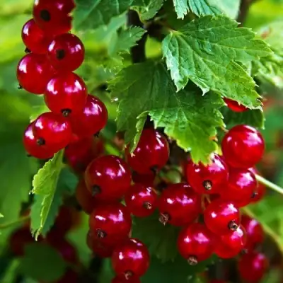 Смородина красная РОЛАН в Солигорске