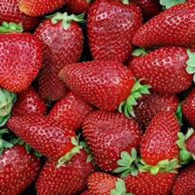 Клубника СКАЛА в Солигорске