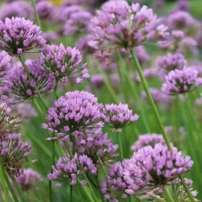 Лук угловатый в Солигорске