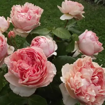 Роза ФИЛИНГ чайно-гибридная в Солигорске