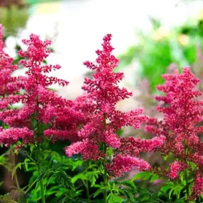 Астильба ЮНИК КАРМИН гибридная в Солигорске