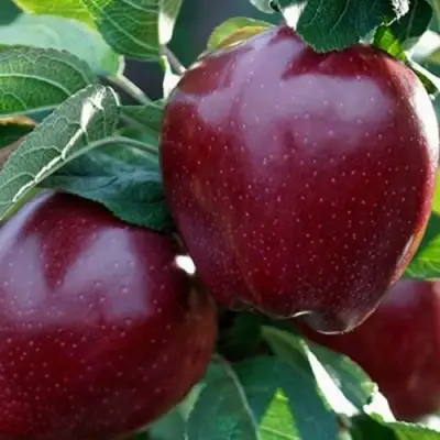 Яблоня РЕД ЧИФ в Солигорске