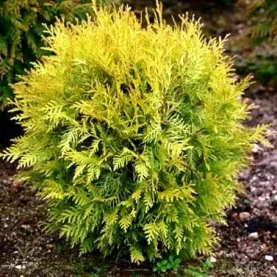 Туя ГЛОБОЗА АУРЕА западная в Солигорске