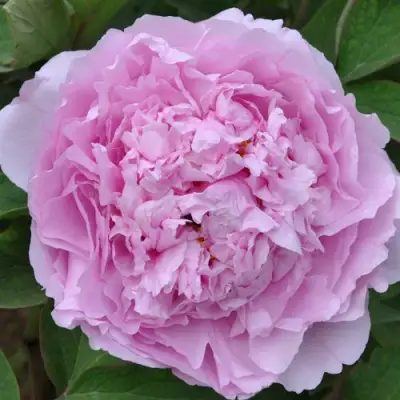 Пион ПРОЗРАЧНАЯ РОСА древовидный в Солигорске