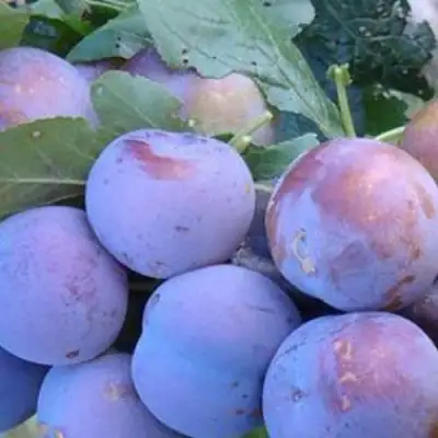 Слива НАГРАДА НЕМАНСКАЯ в Солигорске