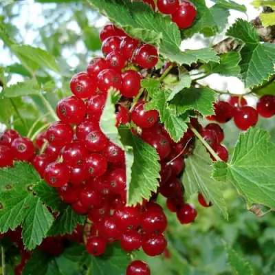 Смородина красная ГОЛЛАНДСКАЯ КРАСНАЯ в Солигорске