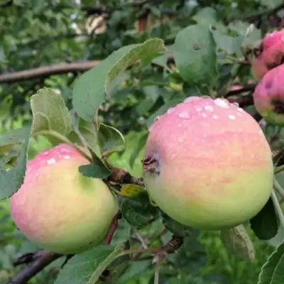 Яблоня УТРО в Солигорске