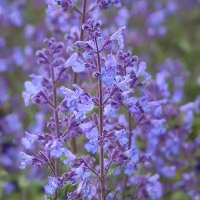 Котовник КИТ КЭТ фассена в Солигорске