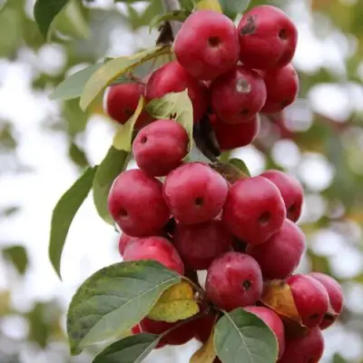 Яблоня РЕД ОБЕЛИСК колонновидная в Солигорске