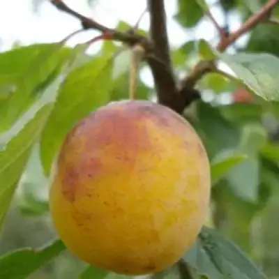 Слива ЯХОНТОВАЯ в Солигорске