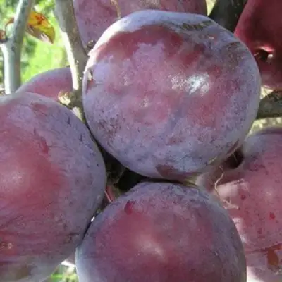 Слива ПАННА в Солигорске