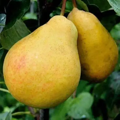 Груша ВЕЛИКАЯ ЛЕТНЯЯ (БОЛЬШАЯ ЛЕТНЯЯ) в Солигорске