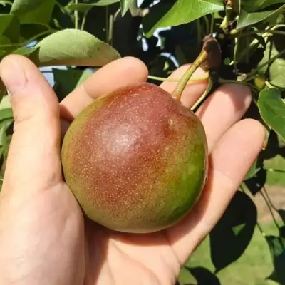 Груша КУПАЛА в Солигорске