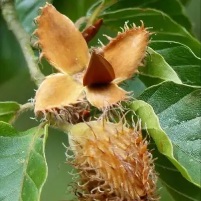 Бук обыкновенный в Солигорске