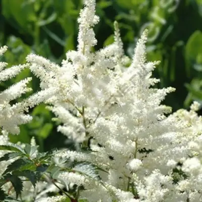 Астильба ХЭППИ ДЕЙ Арендса в Солигорске