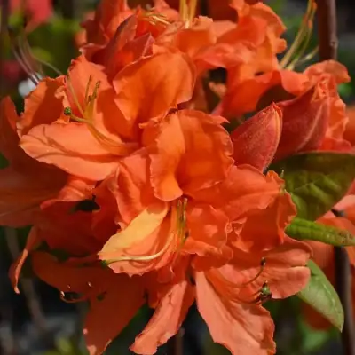 Азалия МАНДАРИН ЛАЙТС листопадная в Солигорске