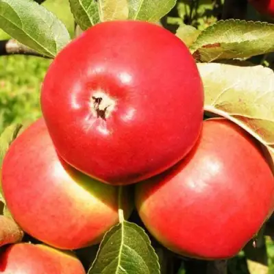 Яблоня СЯБРЫНА в Солигорске