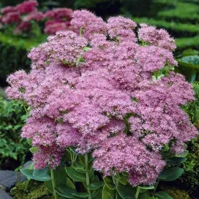 Очиток (седум) БРИЛЛИАНТ в Солигорске