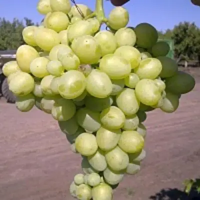 Виноград АРКАДИЯ в Солигорске