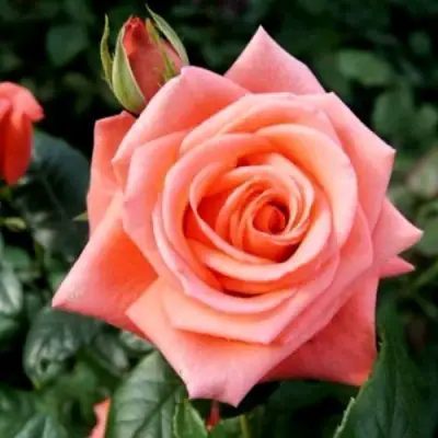 Роза ВАУ чайно-гибридная в Солигорске