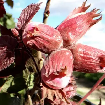 Фундук АЛЫЙ ПАРУС в Солигорске