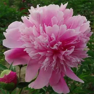 Пион ГОЛУБАЯ ХРИЗАНТЕМА травянистый в Солигорске