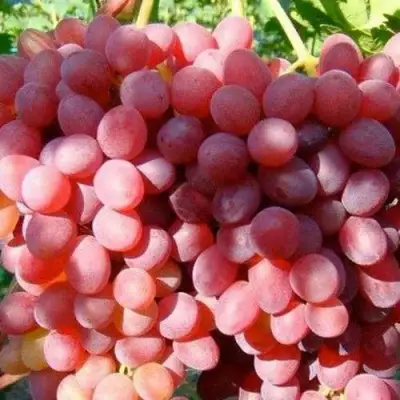 Виноград КИШМИШ КРАСНЫЙ в Солигорске