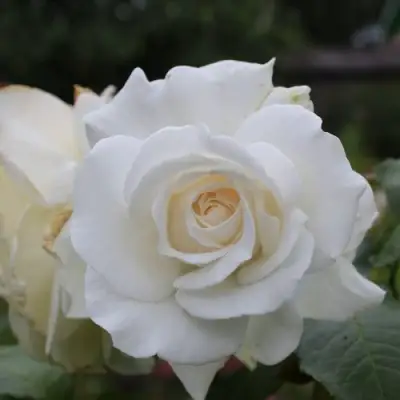 Роза АНАСТАСИЯ чайно-гибридная в Солигорске