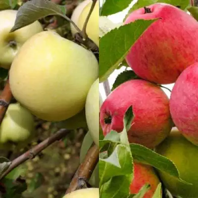 Комплект ЯБЛОЧНЫЙ ТАНДЕМ в Солигорске