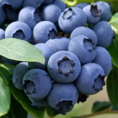 Голубика СПАРТАН в Солигорске