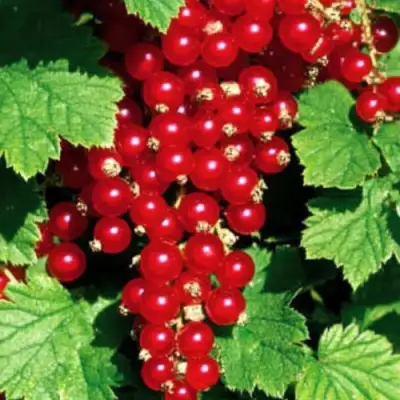 Смородина красная РЕД ЛЕЙК в Солигорске