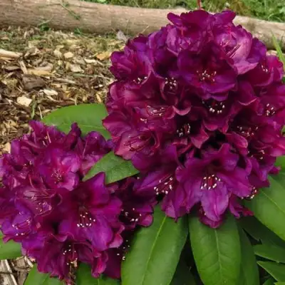 Рододендрон ПОЛАРНАХТ в Солигорске