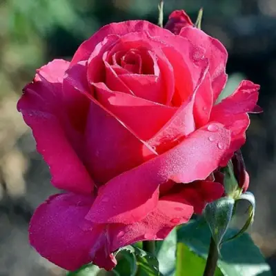 Роза ВИЕН РОУЗ чайно-гибридная в Солигорске