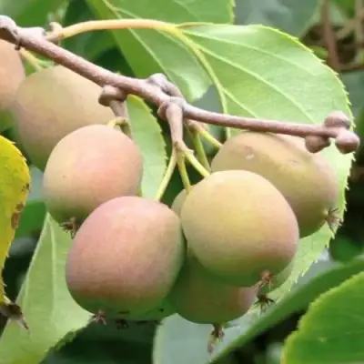 Актинидия ГИБРИДНАЯ КОЛБАСИНОЙ в Солигорске