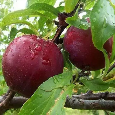 Слива КЛЕОПАТРА в Солигорске