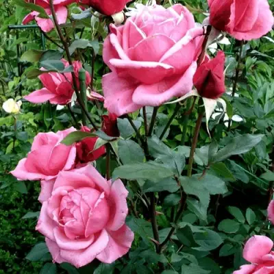 Роза ЭЙФЕЛЕВА БАШНЯ чайно-гибридная в Солигорске