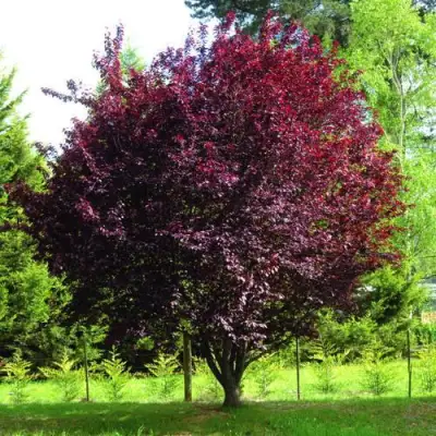 Слива НИГРА растопыреная в Солигорске