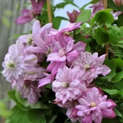 Клематис ИННОСЕНТ ГЛАНС в Солигорске