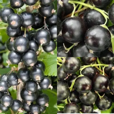 Комплект ЧЕРНАЯ СИЛА в Солигорске