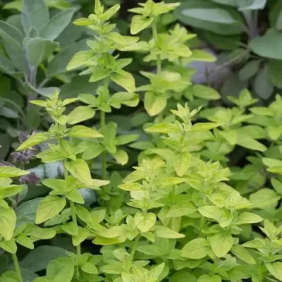 Душица ТАМБЛС ВАРИЕТИ обыкновенная в Солигорске