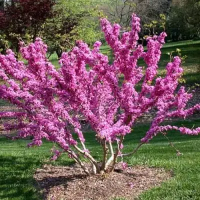 ЦЕРЦИС канадский  в Солигорске