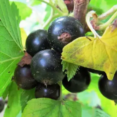 Смородина чёрная КАТЮША в Солигорске