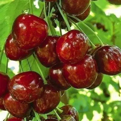 Черешня БУРЛАТ в Солигорске