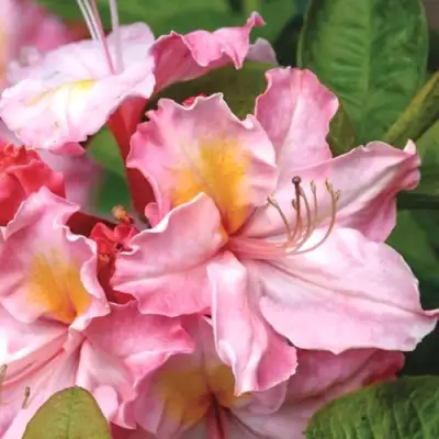 Азалия СЕССИЛЬ листопадная в Солигорске